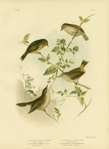 Little Thornbill or Yellow Thornbill